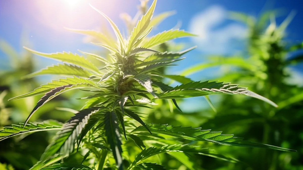 Planta de cannabis en el exterior